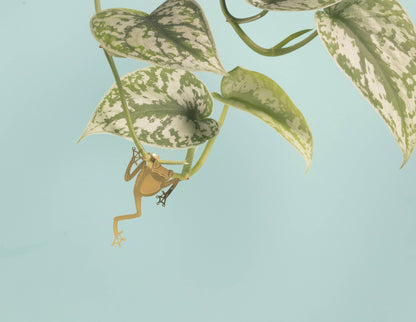 Little brass tree frog designed to hang on houseplants, a unique and delightful gift for plant lovers, available for purchase from The Petal and Plant Company
