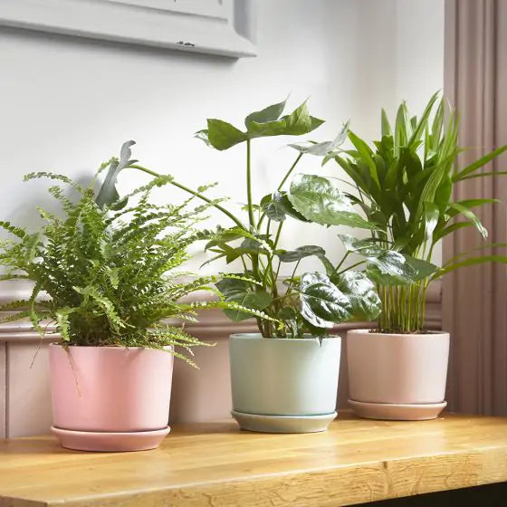 Set of three ceramic indoor plant pots in pale blue, pale pink, and wisteria pink, displayed on a wooden sideboard in a home. Each pot, available to purchase individually, features a built-in saucer for drainage, perfect for houseplants