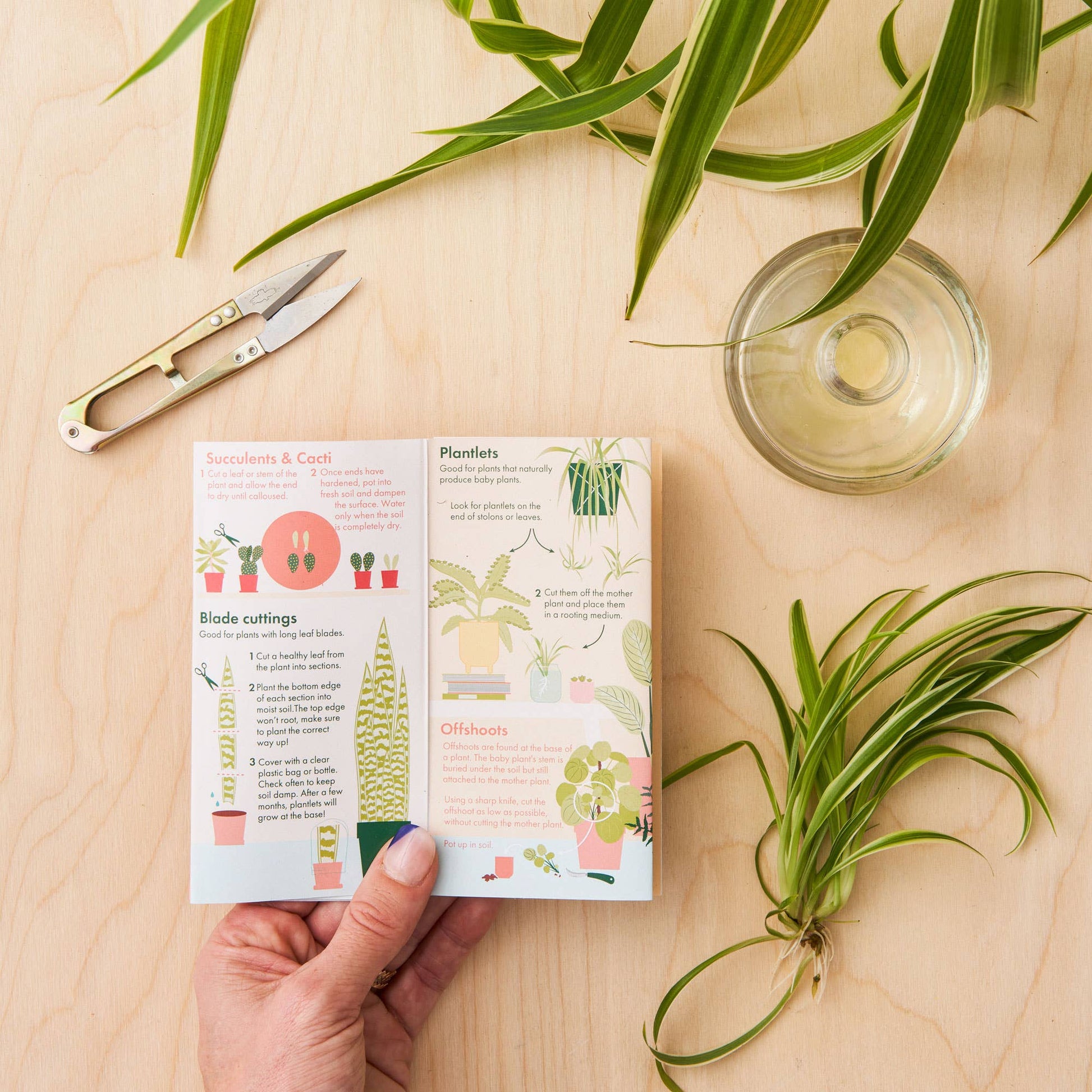 Fold-out propagation guide booklet held in hand to demonstrate its compact size, featuring detailed instructions for propagating houseplants. A perfect gift for houseplant parents and plant enthusiasts, available from The Petal and Plant Company.